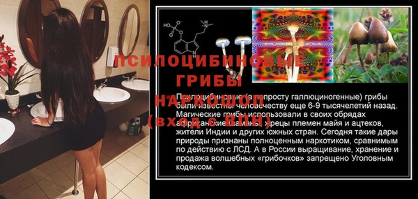 сатива Верея